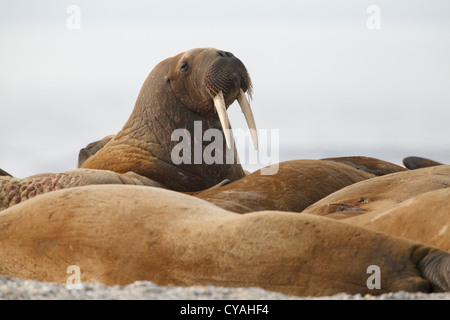 Walross (Odobenus Rosmarus), Svalbard-Inseln, Barents-See, Artic, Norwegen, Europa Stockfoto