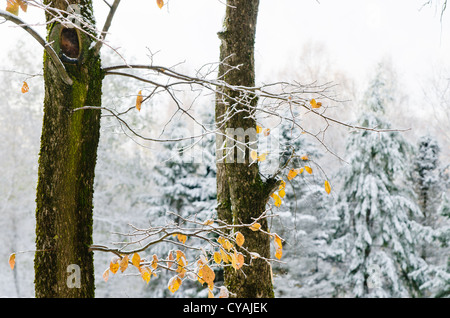 gelbes Blatt am Baum, bedeckt mit dem ersten Schnee im Wald Stockfoto