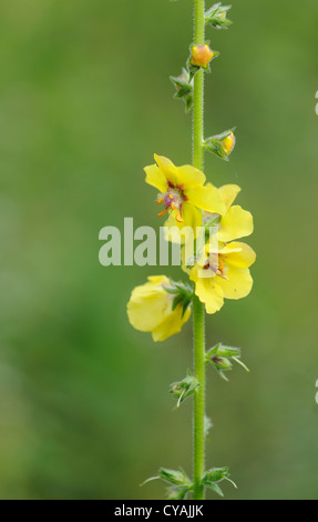 Hoary Königskerze (Verbascum Pulverulentum) wächst auf Brachland durch eine Straße.   Barrio La Gloria, Potes, Pesaguero, Kantabrien, Spanien. Stockfoto