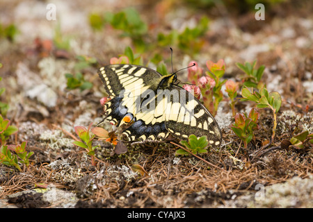 Ein Schwalbenschwanz-Schmetterling, Fütterung aus der Alpenpflanzen in den österreichischen Alpen. Stockfoto