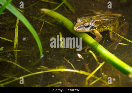 Ein Frosch in Blume Grenze eines Gartens in einem sehr nassen englischen Sommer ruhen. Stockfoto