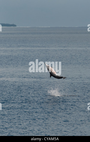 Hawaii/Grays Spinner Delphin, Stenella Longirostris, Spinnen vor Insel, Malediven, Indischer Ozean. Stockfoto