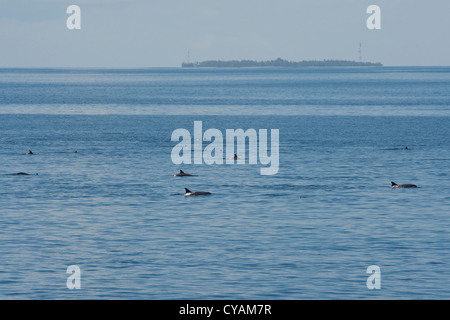 Hawaii/Grays Spinner Delphin, Stenella Longirostris Gruppe auftauchen vor der Insel. Malediven, Indischer Ozean. Stockfoto