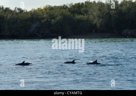 Hawaii/Grays Spinner Delphin, Stenella Longirostris Gruppe auftauchen vor der Insel. Malediven, Indischer Ozean. Stockfoto