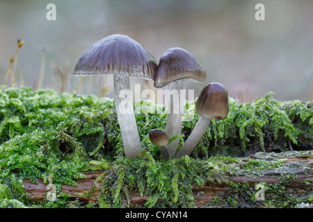 Mycena Galericulata - gemeinsame Motorhaube Stockfoto