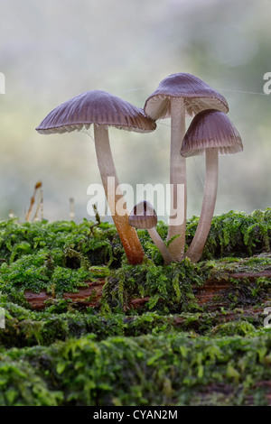 Mycena Galericulata - gemeinsame Motorhaube Stockfoto