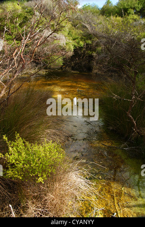 Thermalbecken im Tokaanu, Turangi, Neuseeland Stockfoto