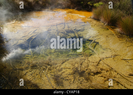 Thermalbecken im Tokaanu, Turangi, Neuseeland Stockfoto