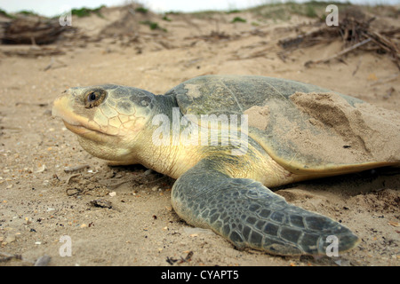 Ein Kemp Ridley Meeresschildkröten kommt an Land, Schachteln aus dem Golf von Mexiko auf Padre Island National Seashore, Texas. Stockfoto