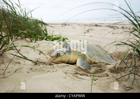 Ein Kemp Ridley Meeresschildkröten kommt an Land, Schachteln aus dem Golf von Mexiko auf Padre Island National Seashore, Texas. Stockfoto