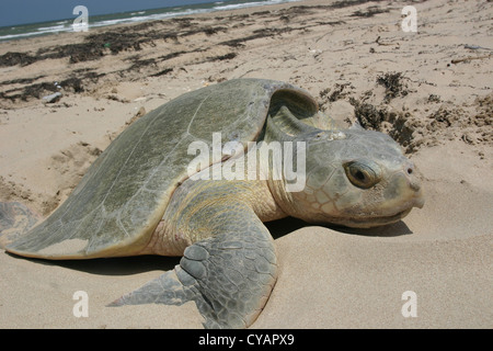 Ein Kemp Ridley Meeresschildkröten kommt an Land, Schachteln aus dem Golf von Mexiko auf Padre Island National Seashore, Texas. Stockfoto