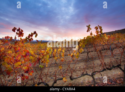 Weinberg im Herbst. La Rioja.Spain. Stockfoto