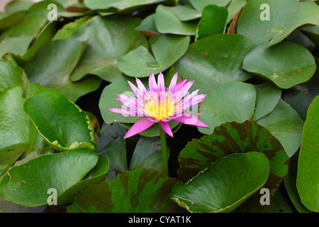 Lotusblüte mit rosa Blüten im Teich Stockfoto