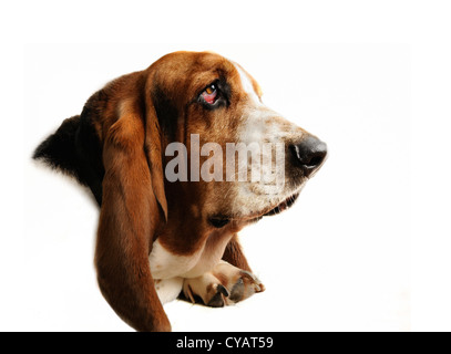 Leiter der braunen und weißen Basset Hound isoliert auf weißem Hintergrund. Stockfoto