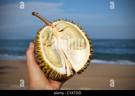 Durian Frucht halbiert Hand, die am Strand in Thailand Stockfoto