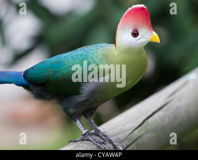 Rot-crested Turaco. Tauraco erythrolophus Stockfoto