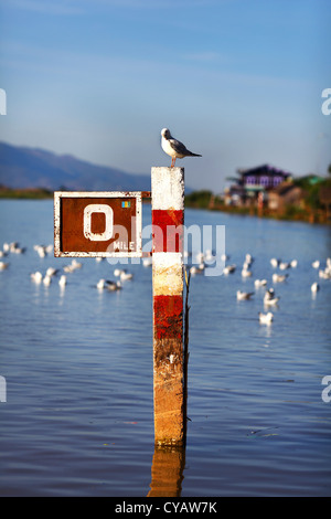 Sitzen auf einem Mess Pol in einem Hafen und Herde von Möwen Möwe Stockfoto