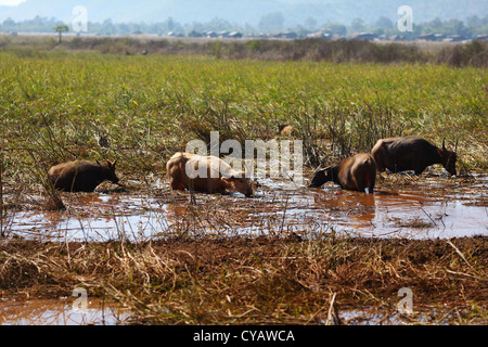 Herde Wasserbüffel grasen Sumpfland in Myanmar Stockfoto