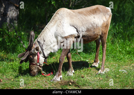 Rentier mit kleinen Geweih auf den Wiesen Weiden Stockfoto