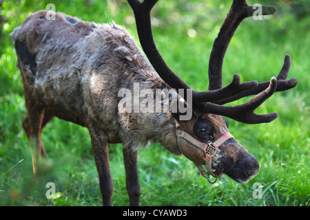 Braune Rentier mit großen neuen samtig Geweih auf den Wiesen Stockfoto