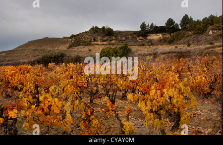 Weinberg im Herbst. La Rioja.Spain. Stockfoto