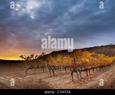 Weinberg im Herbst. La Rioja.Spain. Stockfoto