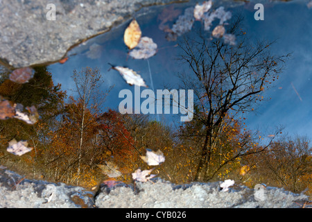 Baum-Reflexionen - DuPont State Forest - nahe Brevard, North Carolina USA Stockfoto