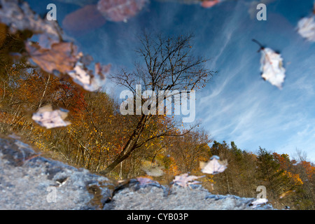 Baum-Reflexionen - DuPont State Forest - nahe Brevard, North Carolina USA Stockfoto