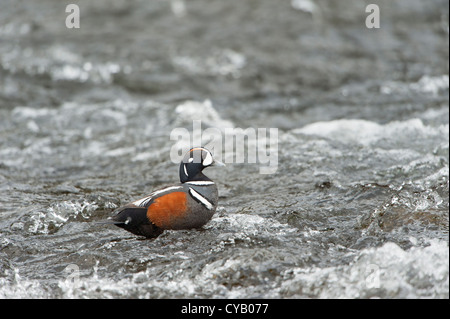 Harlekin-Ente in Stromschnellen, Yellowstone-Nationalpark, Wyoming Stockfoto