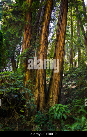 MUIR WOODS NATIONAL MONUMENT (1908) MILL VALLEY MARIN COUNTY IN KALIFORNIEN Stockfoto