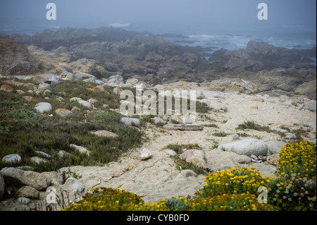 PAZIFISCHEN OZEAN GESEHEN VOM 17-MILE DRIVE PEBBLE BEACH KALIFORNIEN Stockfoto