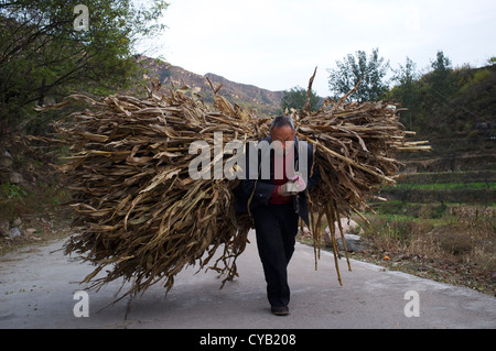 Zhao Shijia, 65 Jahre alt, trägt Mais Stroh als Brennstoff in Laofen Dorf, Pingdshan County, Provinz Hebei, China. 23. Oktober 2012 Stockfoto