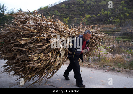 Zhao Shijia, 65 Jahre alt, trägt Mais Stroh als Brennstoff in Laofen Dorf, Pingdshan County, Provinz Hebei, China. 23. Oktober 2012 Stockfoto