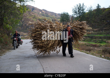 Zhao Shijia, 65 Jahre alt, trägt Mais Stroh als Brennstoff in Laofen Dorf, Pingdshan County, Provinz Hebei, China. 23. Oktober 2012 Stockfoto