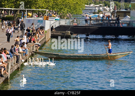 Europa, Schweiz, Zürich, Zürichsee, Schwäne Stockfoto