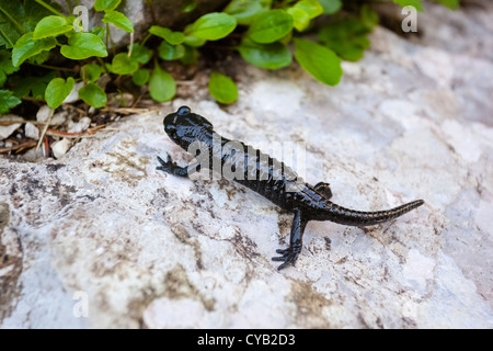 Der Alpensalamander, Salamandra Atra ist eine glänzend schwarze Salamander in Mittel-, Ost- und Dinarischen Alpen oberhalb von 700 Metern gefunden. Stockfoto