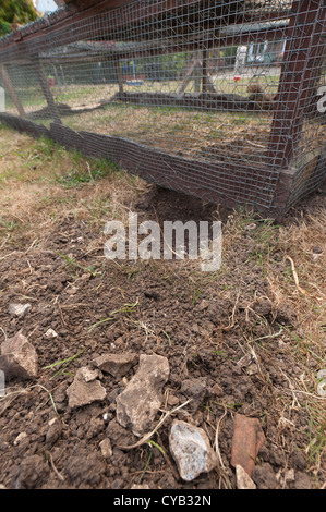 wilden Fuchs Schaden Kaninchen laufen eingegrabene in unter Seite Rahmen und Kaninchen Haustier durch Öffnung im Familiengarten herausgezogen Stockfoto