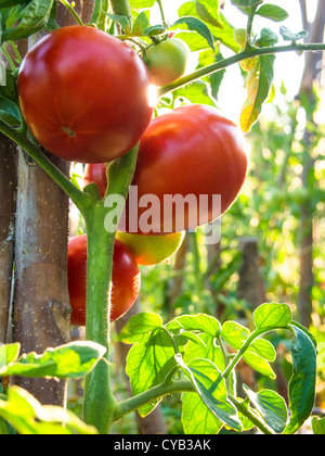 Homegrown Bio saftige große bulgarische Tomaten unter der Sonne Stockfoto