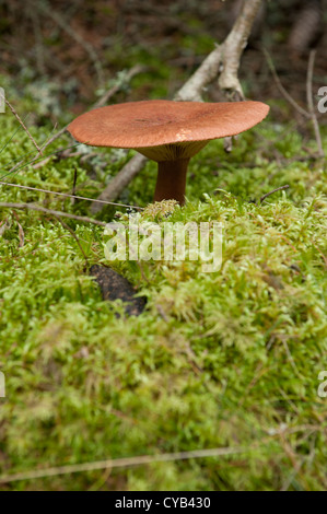 Eine einzelne Milkcap im Wald umgeben von Moos wächst Stockfoto