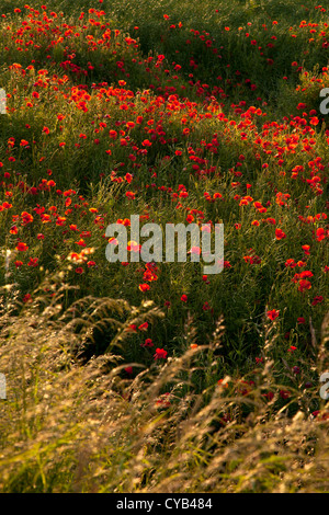 Bereich der wilden Mohn in England Stockfoto