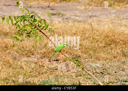 Grün-Bienenfresser thront auf Zweig Stockfoto