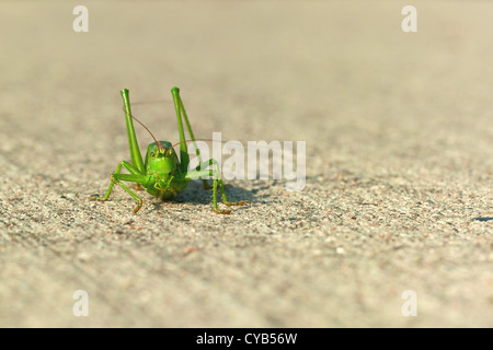 Grüne Heuschrecke gerichtete Kamera Stockfoto