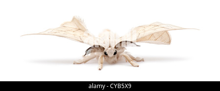 Domestizierte Silkmoth, Bombyx Mori, vor weißem Hintergrund Stockfoto