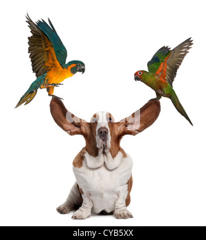 Blau throated Macaw und angeschnittene Ärmel Goldsittich hochziehen die Ohren der Basset Hound sitzen vor weißem Hintergrund Stockfoto