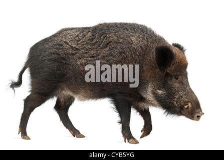 Wildschwein, auch Wildschwein, Sus Scrofa, 15 Jahre alt, vor weißem Hintergrund Stockfoto