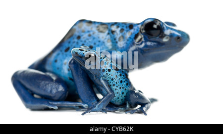 Weibliche Blue Poison Dart Frog mit jungen, Dendrobates Azureus, vor weißem Hintergrund Stockfoto