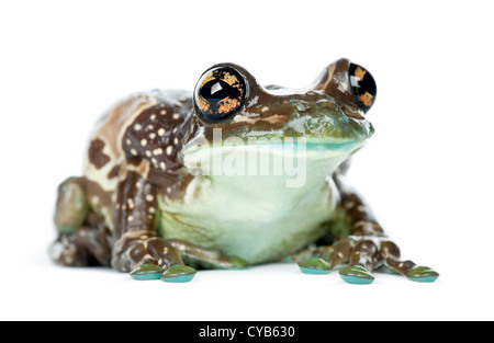 Amazon Milch Frosch, Trachycephalus Resinifictrix, Porträt vor weißem Hintergrund Stockfoto