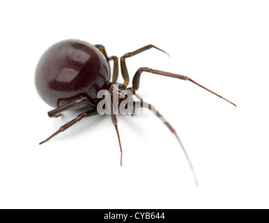 Gemeinsamen Haus Spinne, Parasteatoda Tepidariorum, vor weißem Hintergrund Stockfoto