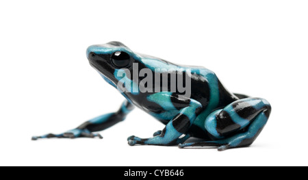 Grün und schwarz Poison Dart Frog oder das Grün und schwarz Poison Arrow Frog, Dendrobates Auratus, vor weißem Hintergrund Stockfoto