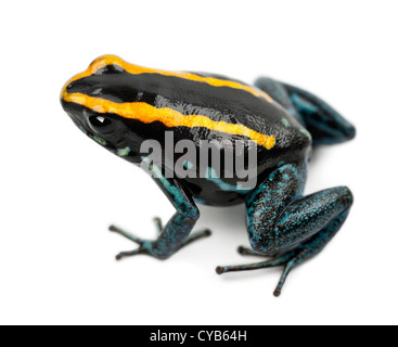 Golfodulcean Poison Frog, Phyllobates Vittatus vor weißem Hintergrund Stockfoto